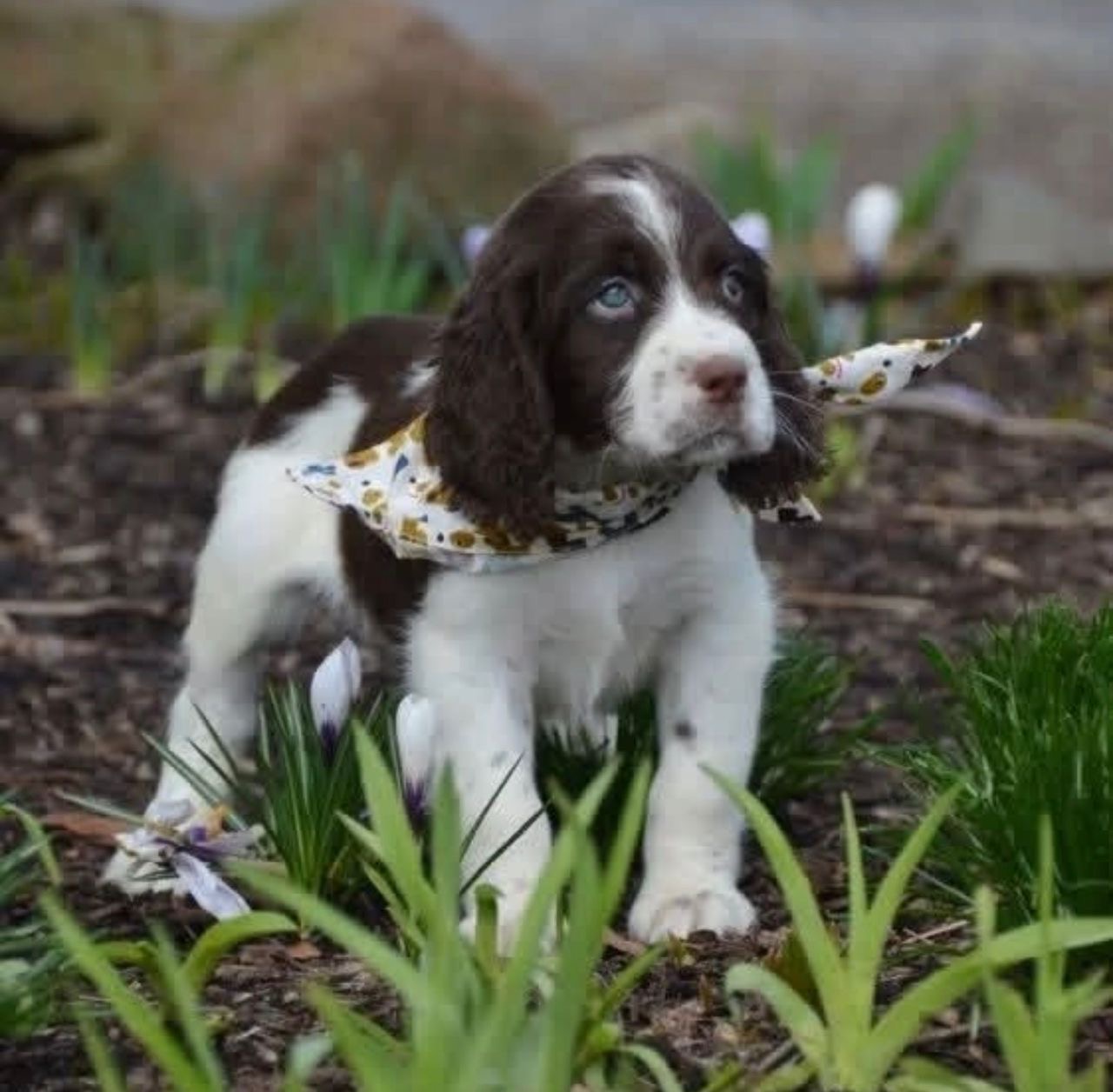 Springer and Cocker Haven | Spaniel Puppies